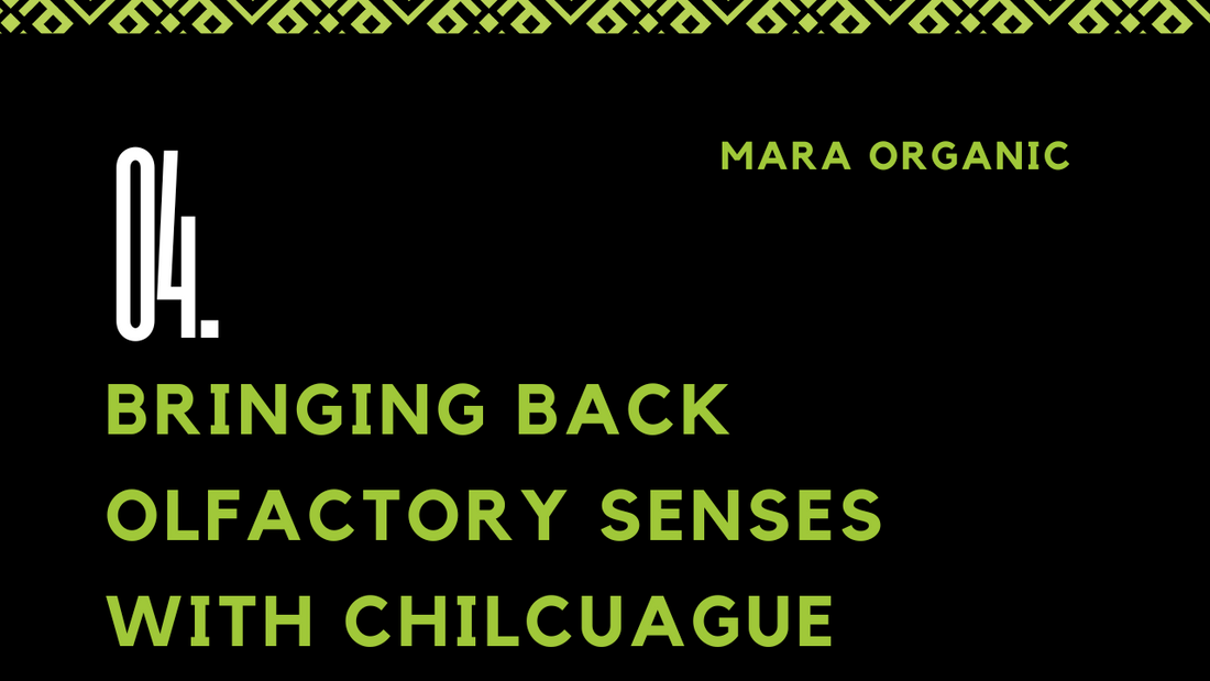 04. Rediscovering the Senses: Chilcuague's Role in Restoring Olfactory and Gustatory Abilities