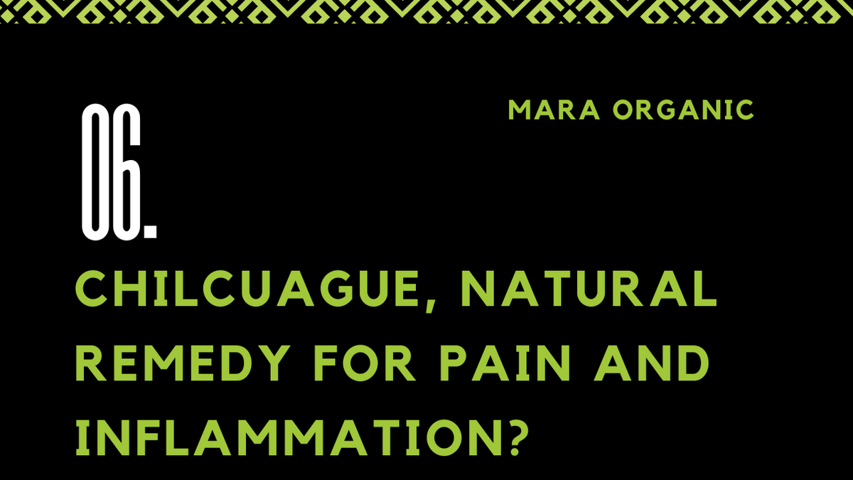 06. Chilcuague: A Natural Remedy for Pain and Inflammation