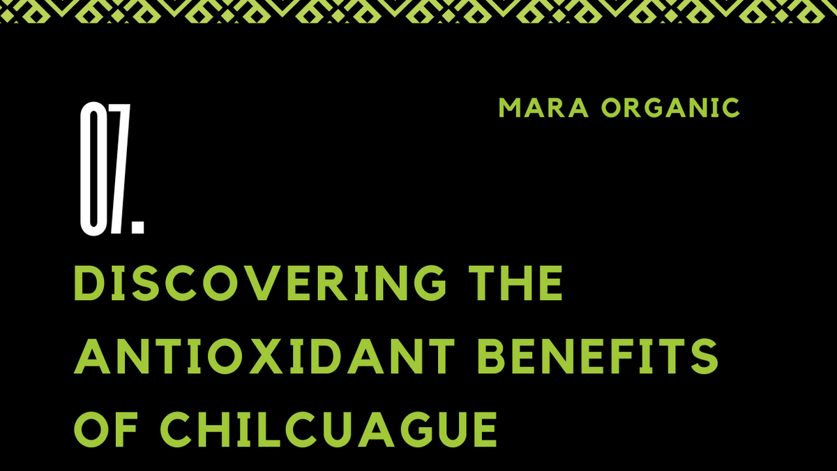 07. Discovering the Antioxidant Benefits of Chilcuague
