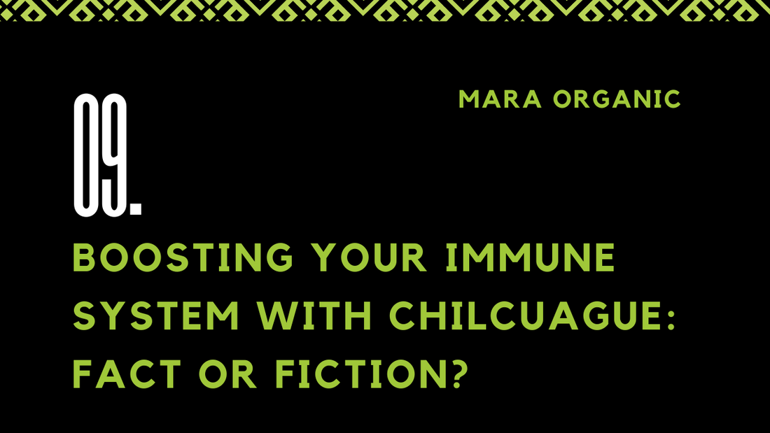 09. Boosting Your Immune System with Chilcuague: Fact or Fiction?