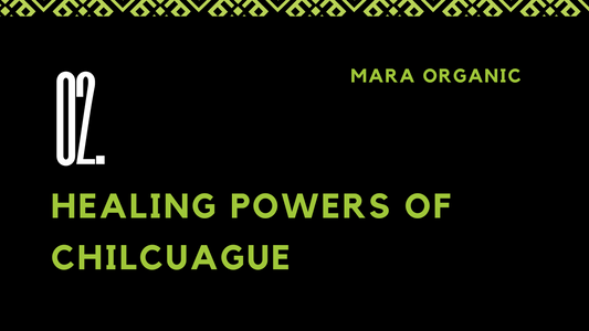 02. The Healing Power of Chilcuague: Exploring Its Medicinal Properties