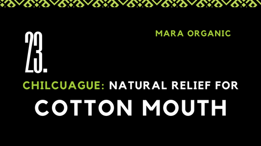 Chilcuague: Nurturing Relief for Cotton Mouth (Dry Mouth)