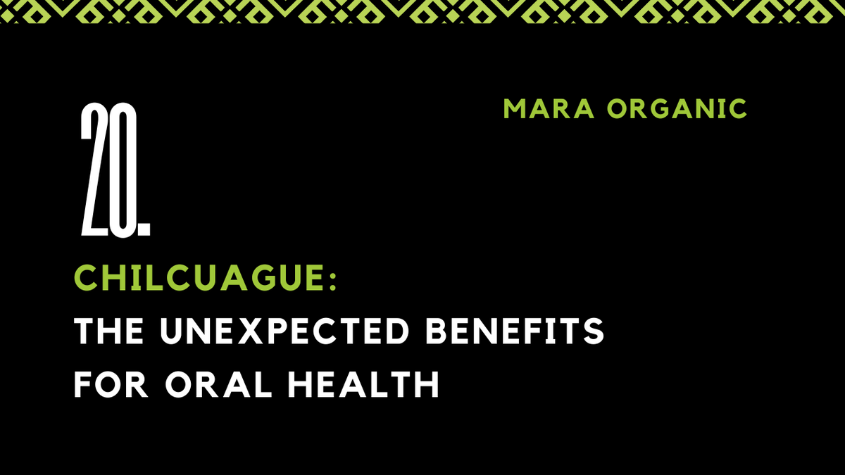 Chilcuague: The Unexpected Benefits for Oral Health