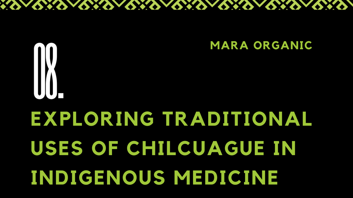 08. Exploring Traditional Uses of Chilcuague in Indigenous Medicine