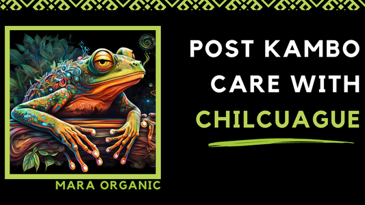 Enhancing Kambo Post-Care: A Guide To Your New Ally Chilcuague