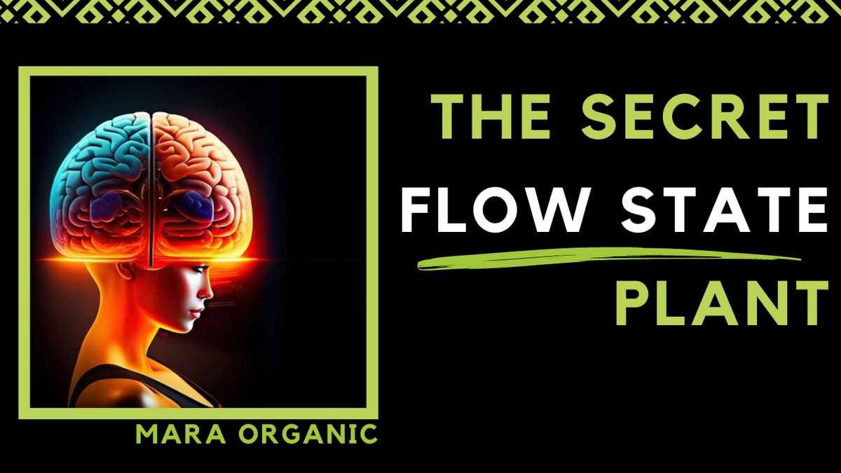 The Flow State Plant, Little-Known Secret To Unlocking Flow States