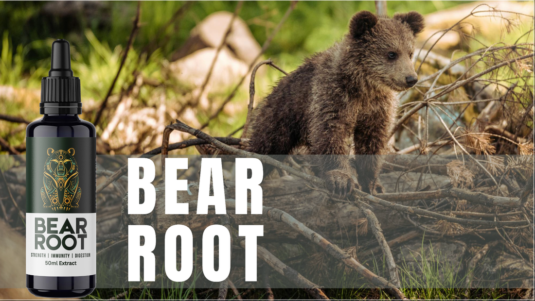 Unveiling the Mystical Power of Bear Root (Osha): A Sacred Gift from the Earth.