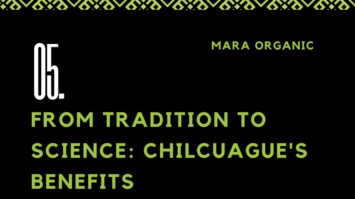 05. From Tradition to Science: Modern Research on Chilcuague's Benefits